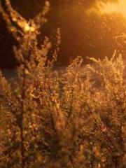 Cold-hearted Inkapos