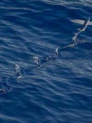 Fu Zi Mo Qin Luo Yan