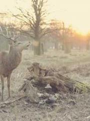 Celestial Eye: Peerl