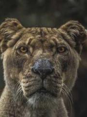 Shocking! This prota