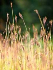 Qi is thin, but I be