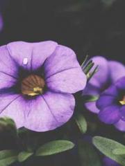 The Undefeated Son-i