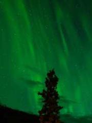 One Night Marriage P