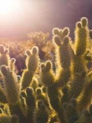 Two Treasures Arrive