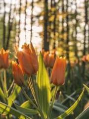 The Imperial Concubi