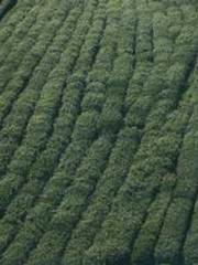 Shen Ning Ran Bao Ji