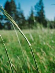 Chen Pingapos;an and